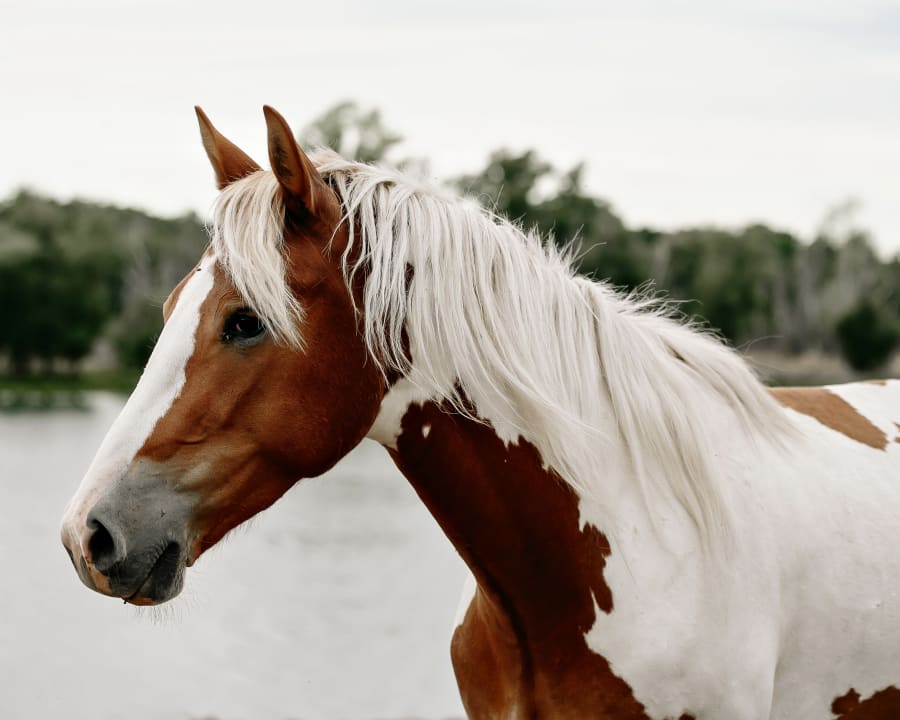 Colic Treatment