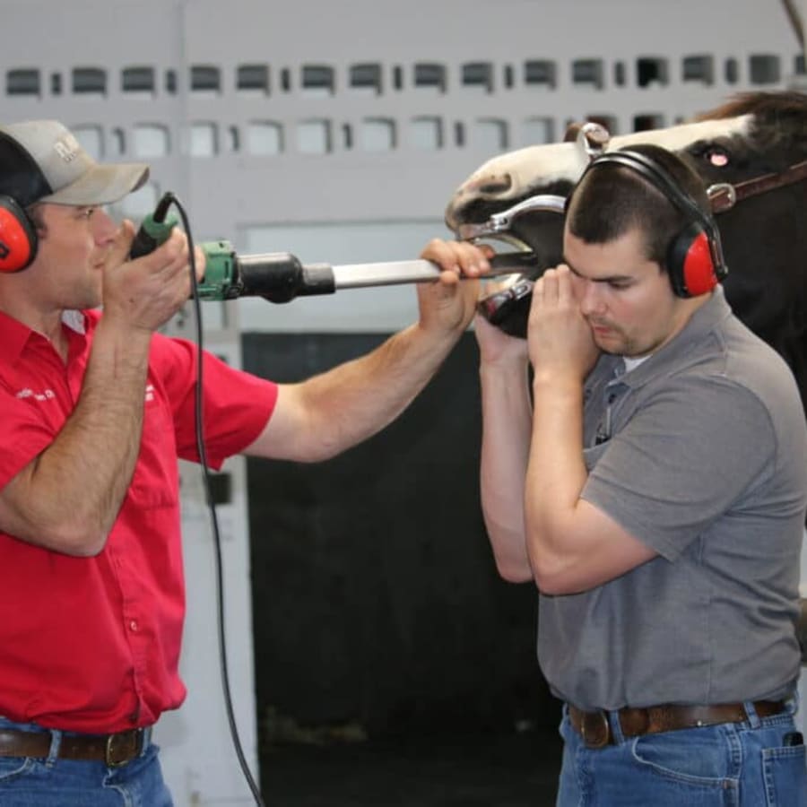 Equine Dentistry, Wichita Vets