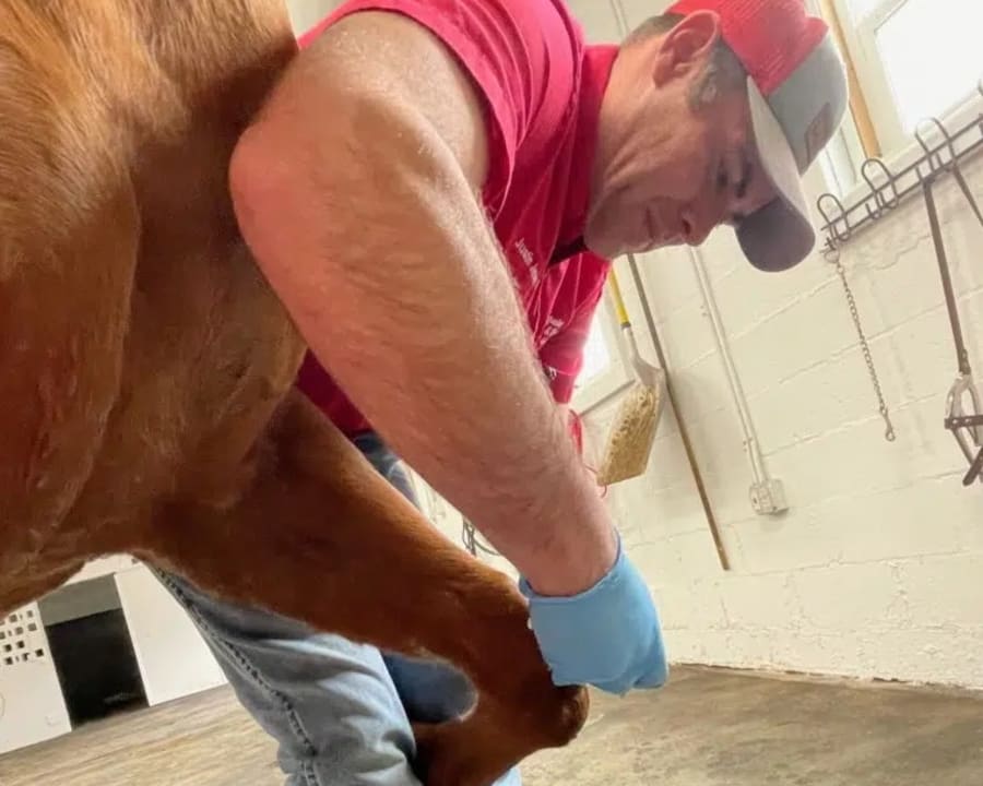 Equine Regenerative Therapy, Wichita Vets