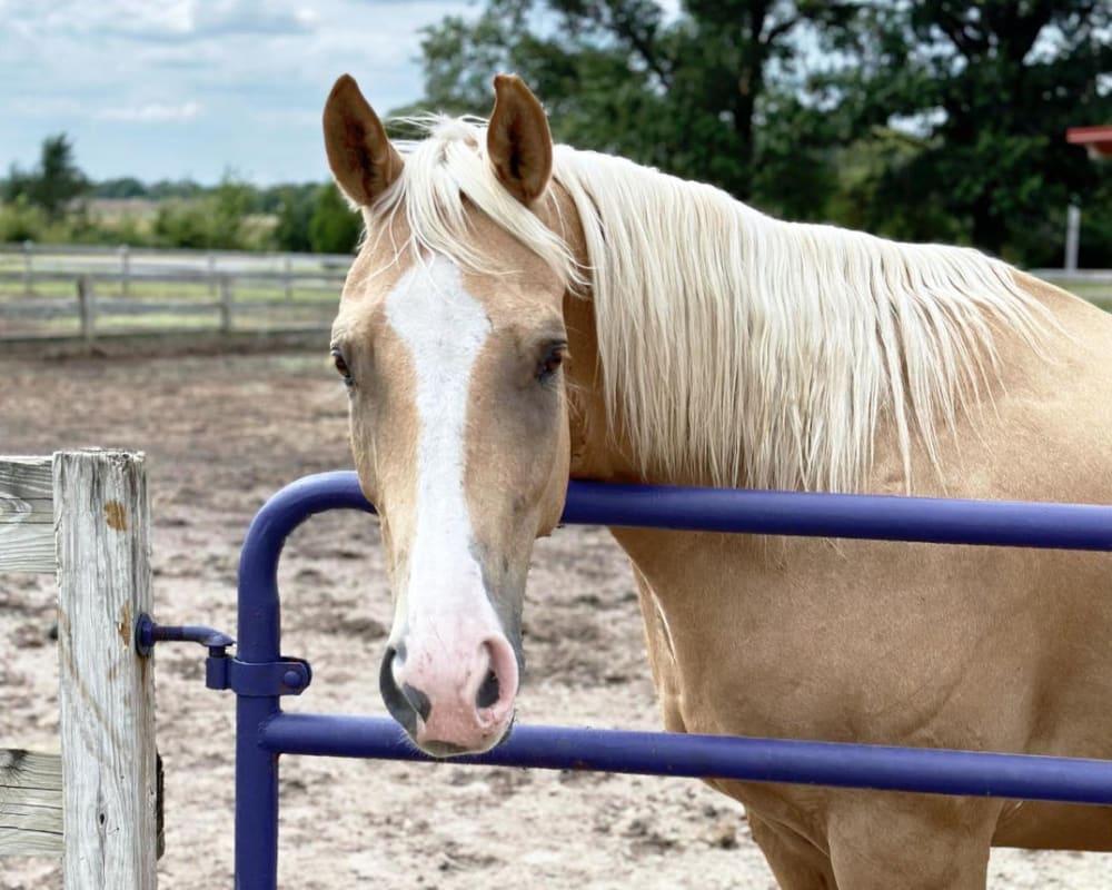 Equine Ambulatory Services