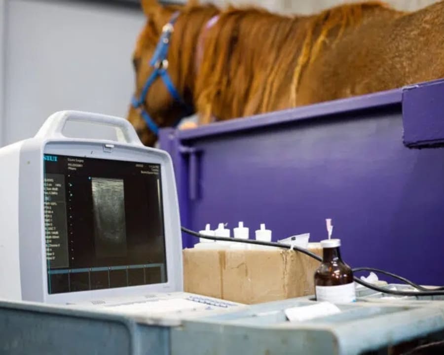 Equine Routine Wellness Exams, Wichita Vets