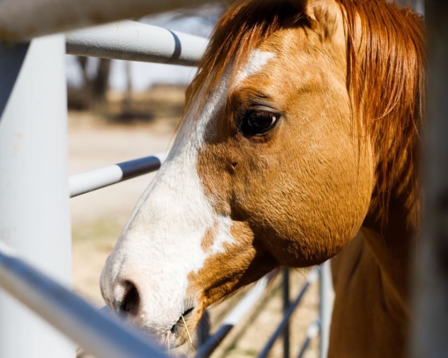 Equine Surgery, Wichita Vets