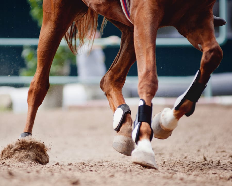 Equine Lameness Evaluations, Wichita Vets