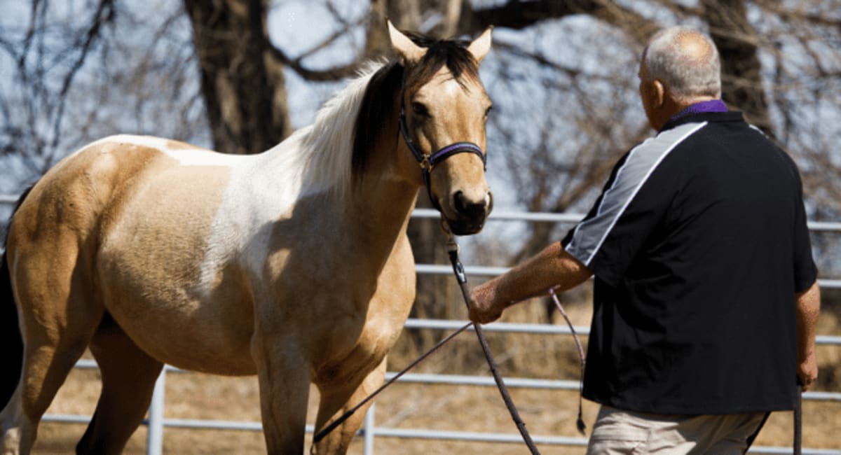 Equine Surgery & Medicine