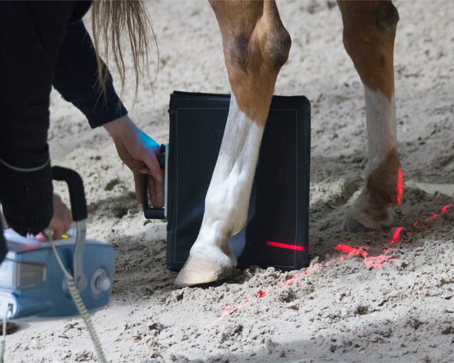 Equine Lameness Evaluations, Wichita Vets